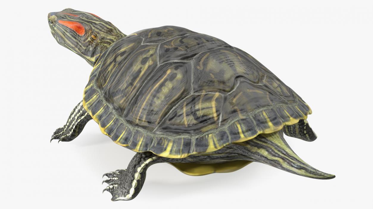 3D Red Eared Slider Turtle model