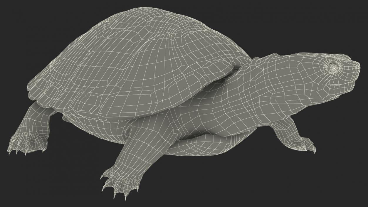 3D Red Eared Slider Turtle model