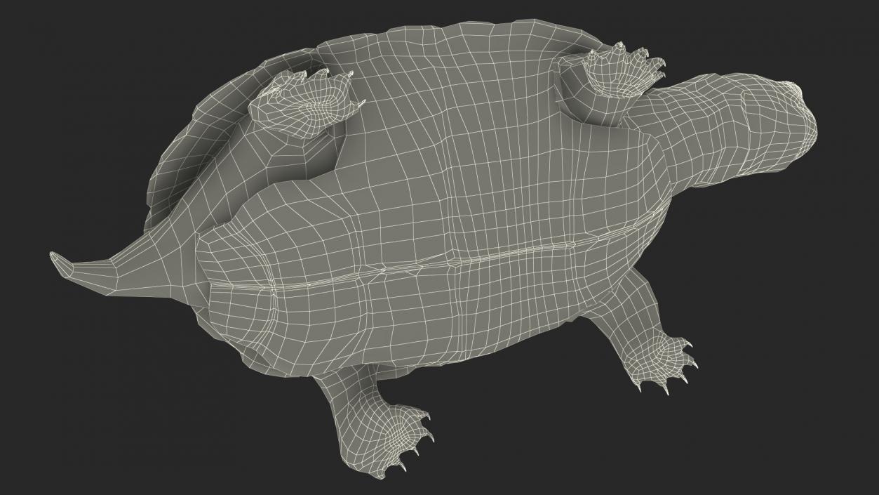 3D Red Eared Slider Turtle model