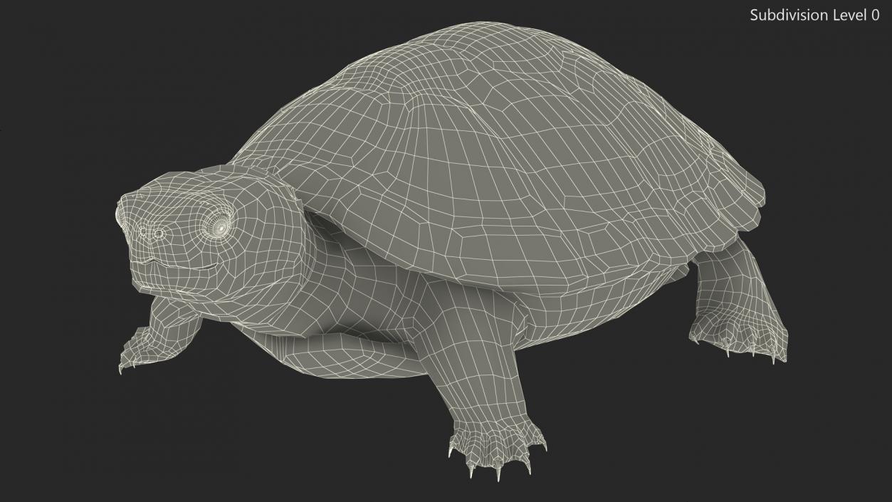 3D Red Eared Slider Turtle model