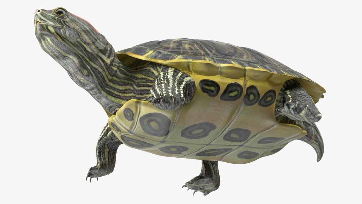 3D Red Eared Slider Turtle model