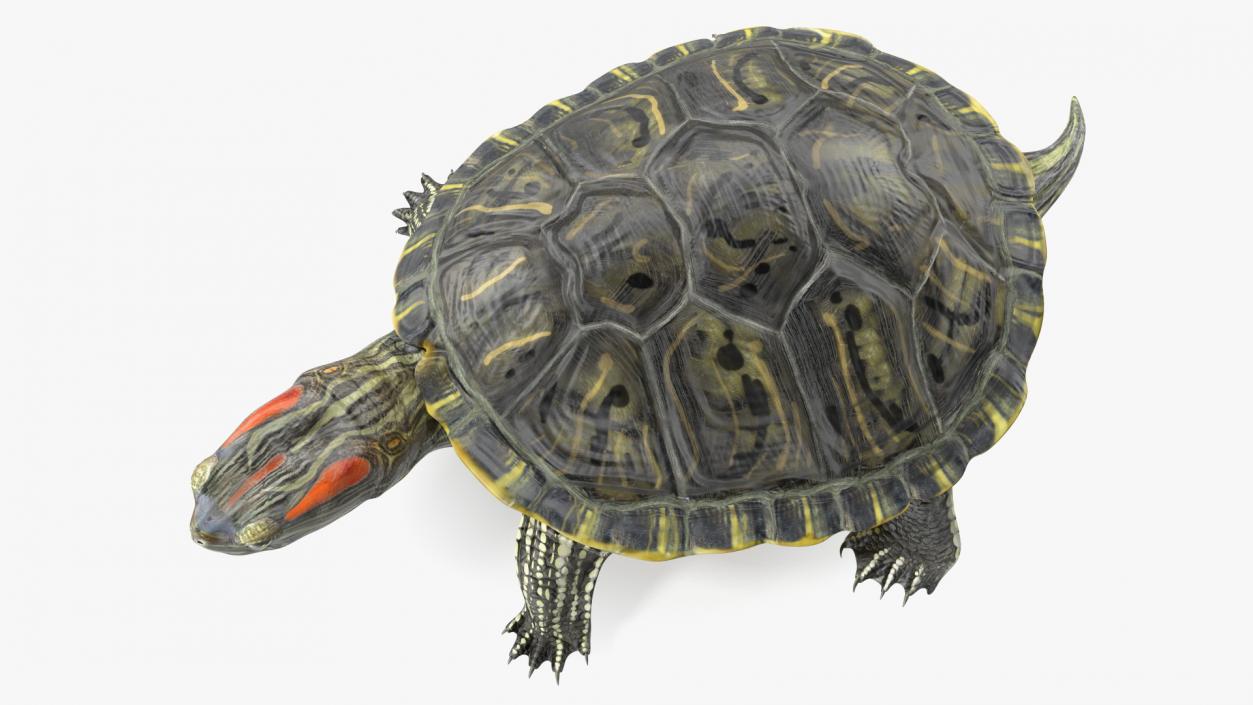 3D Red Eared Slider Turtle model