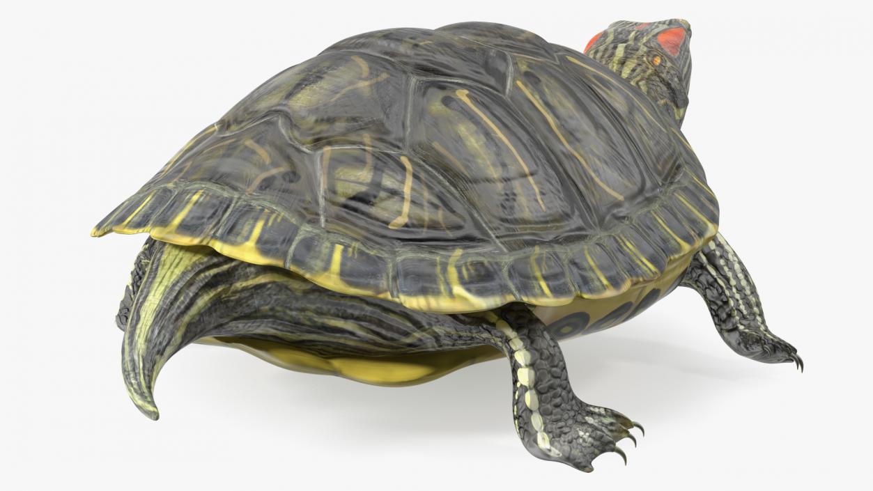 3D Red Eared Slider Turtle model