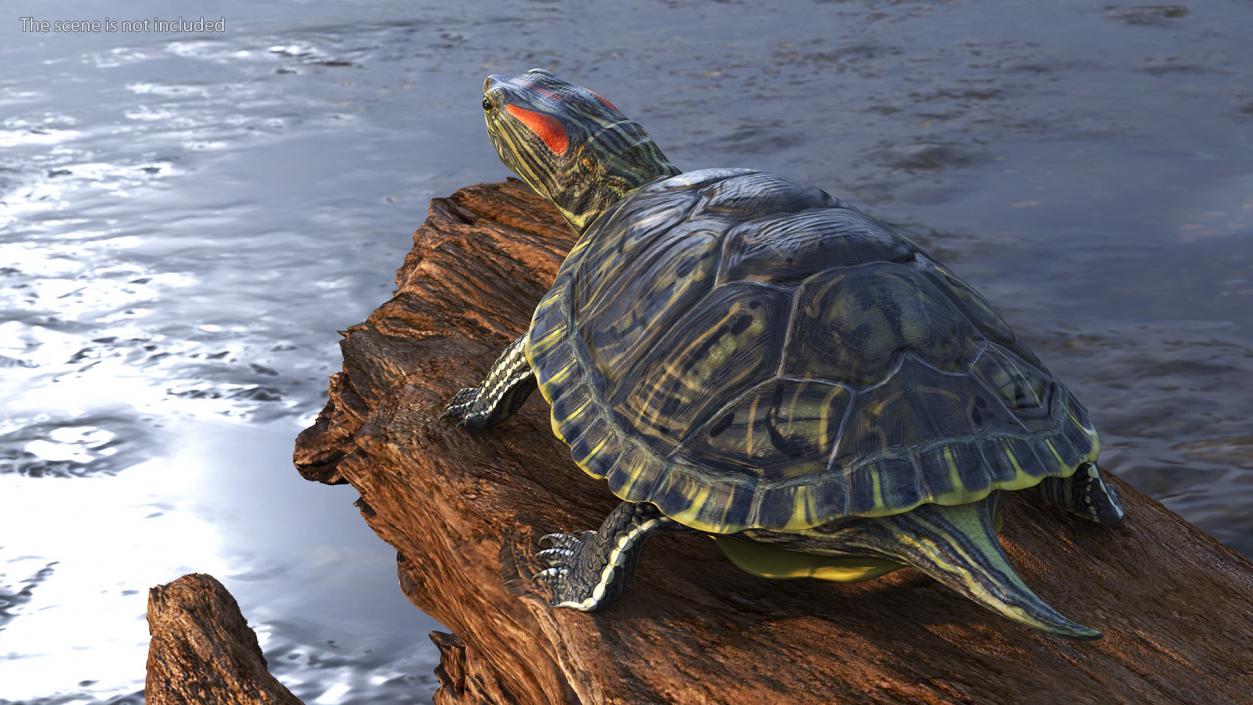 3D Red Eared Slider Turtle model