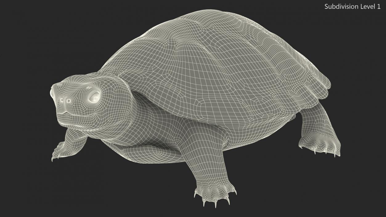 3D Red Eared Slider Turtle model