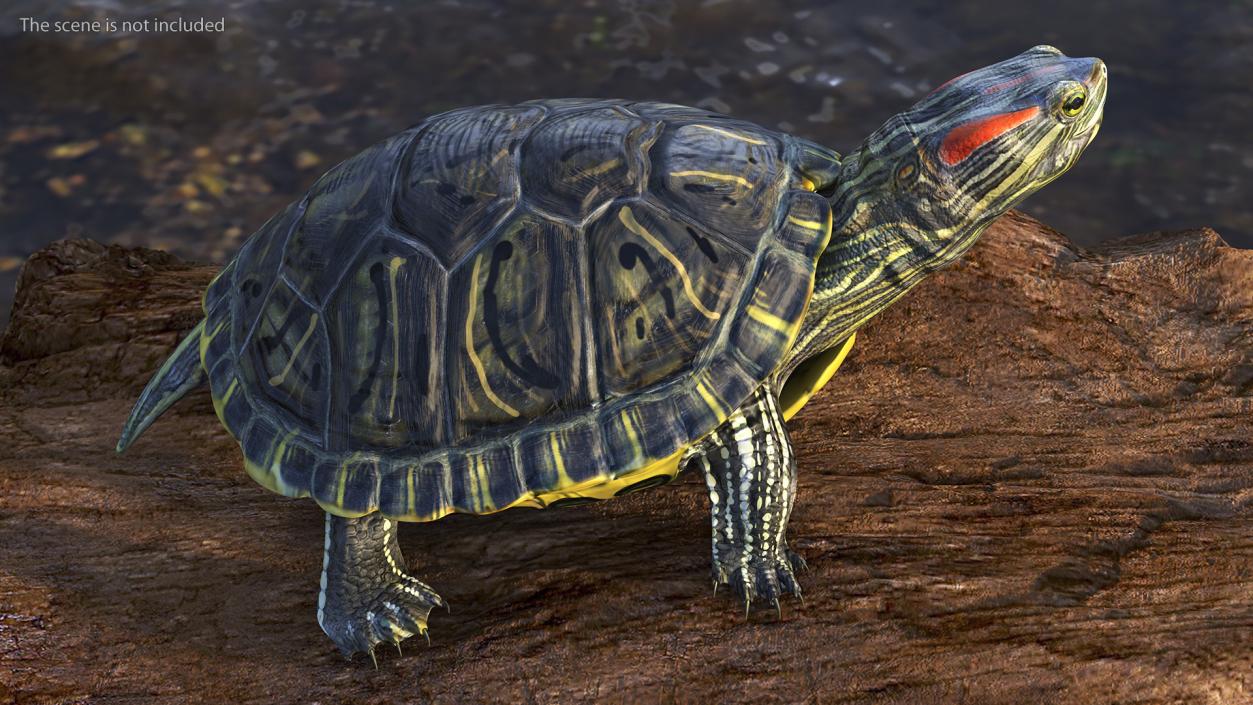 3D Red Eared Slider Turtle model