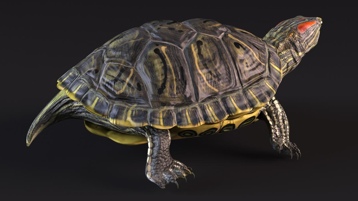 3D Red Eared Slider Turtle model