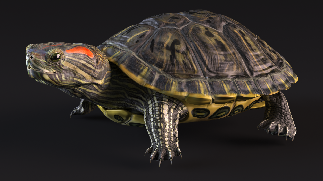 3D Red Eared Slider Turtle model