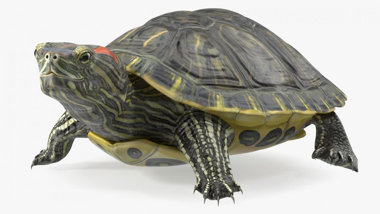 3D Red Eared Slider Turtle model