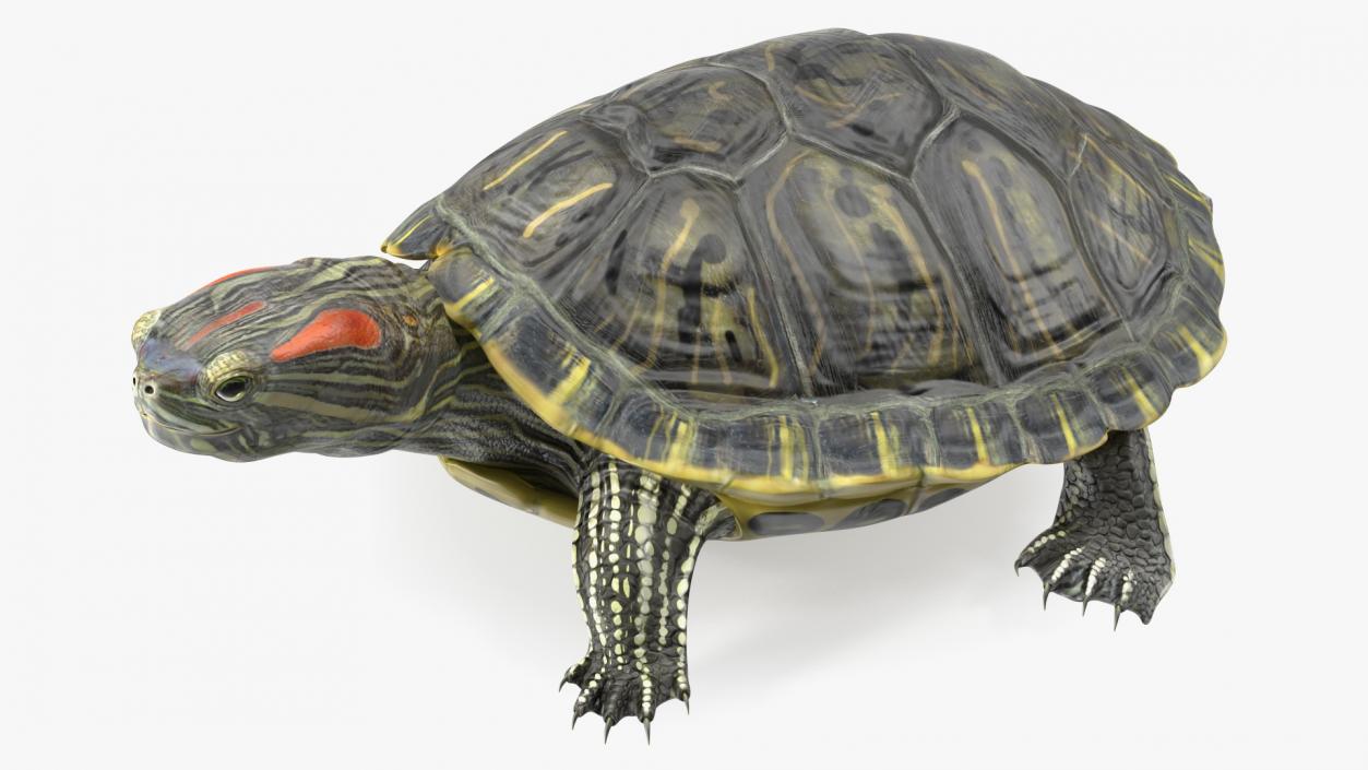 3D Red Eared Slider Turtle model