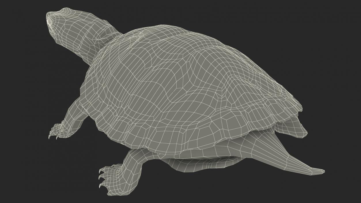 3D Red Eared Slider Turtle model