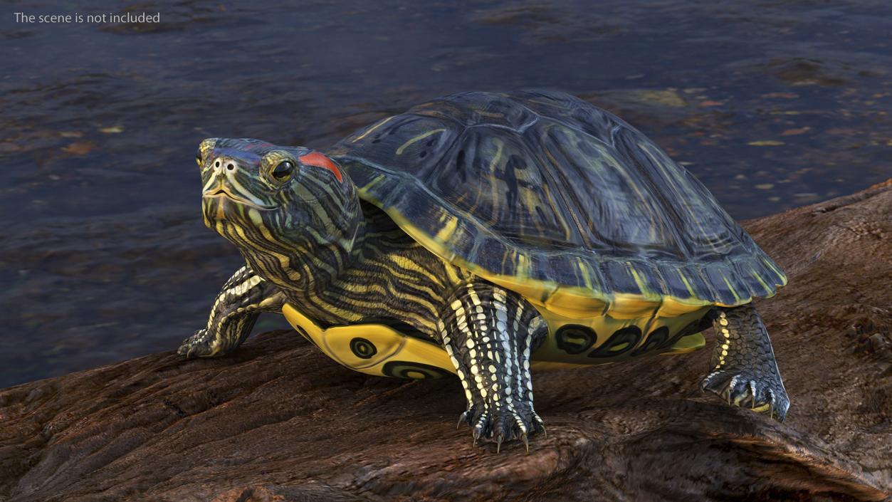 3D Red Eared Slider Turtle model