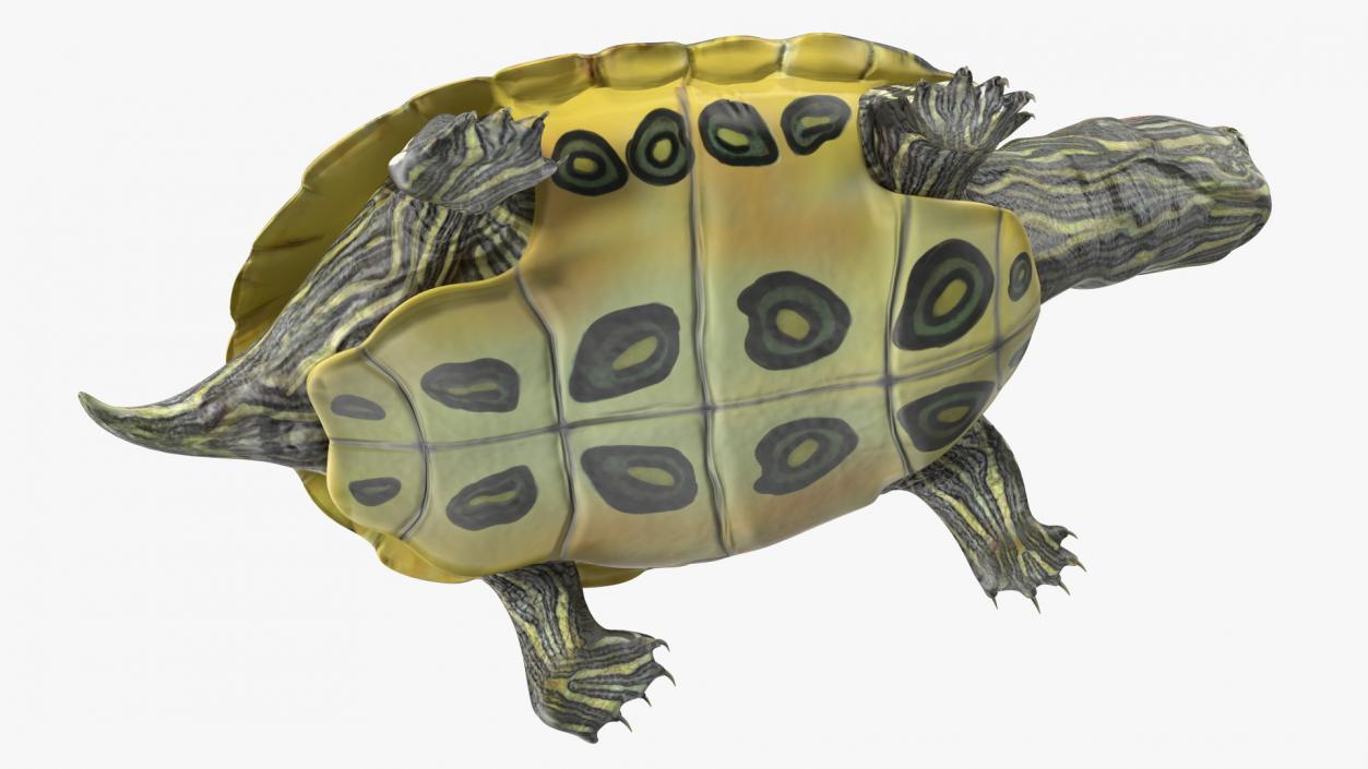 3D Red Eared Slider Turtle model