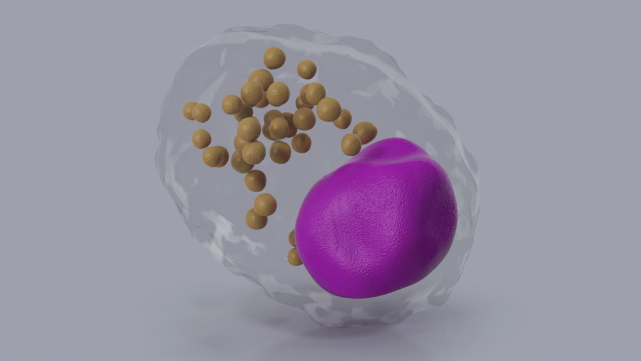 3D Macrophage Blood Cell