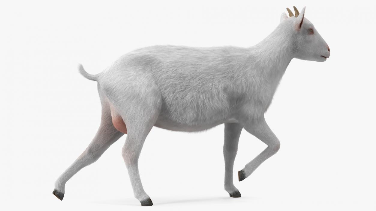 White Goat Walking Fur 3D