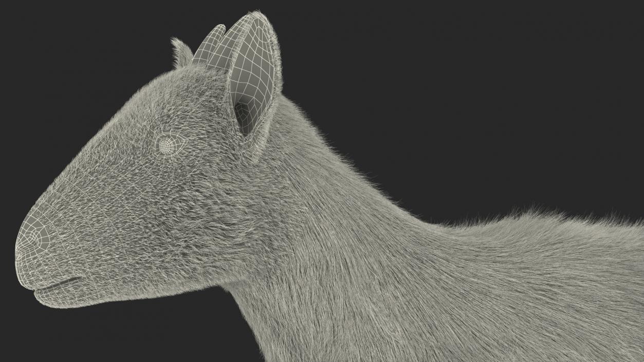 White Goat Walking Fur 3D