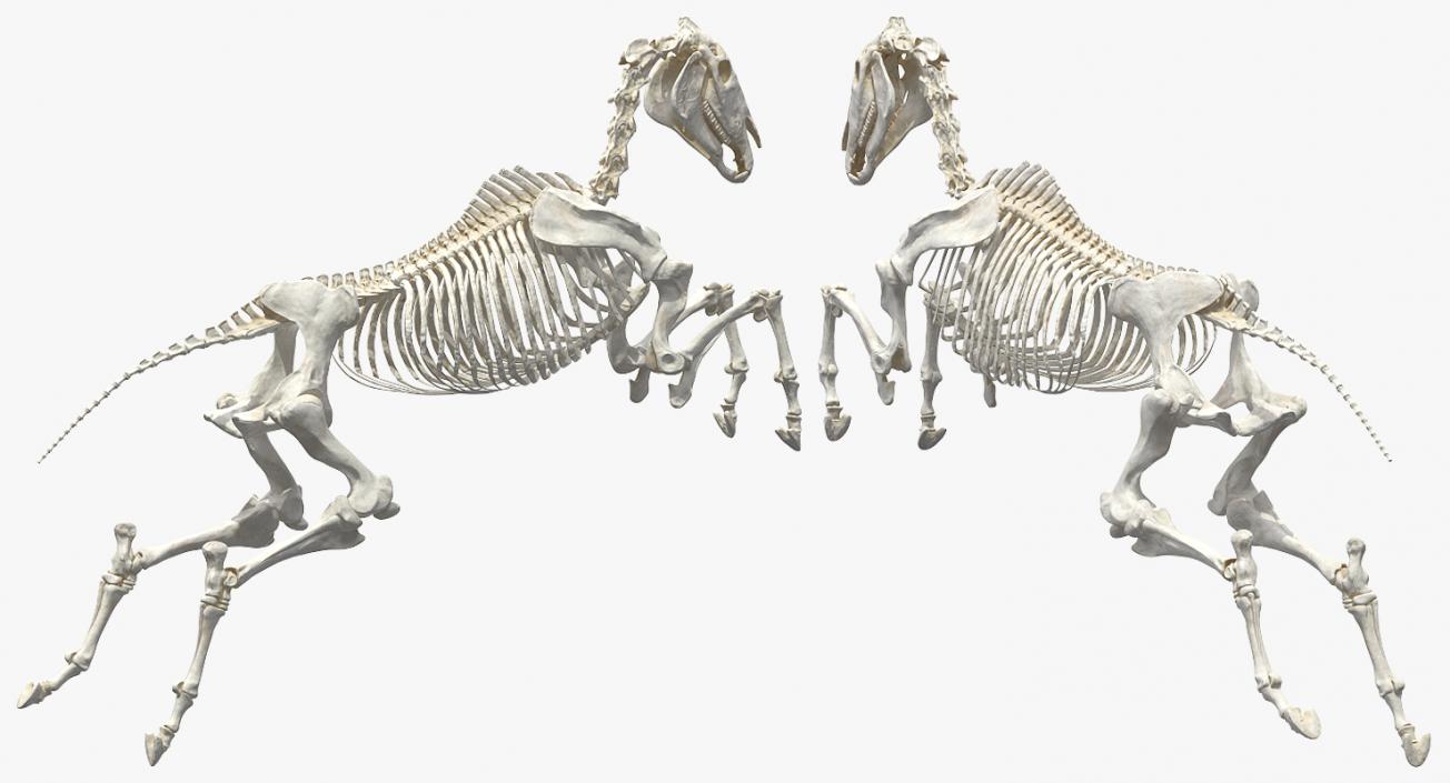 Jumping Horse Skeleton 3D