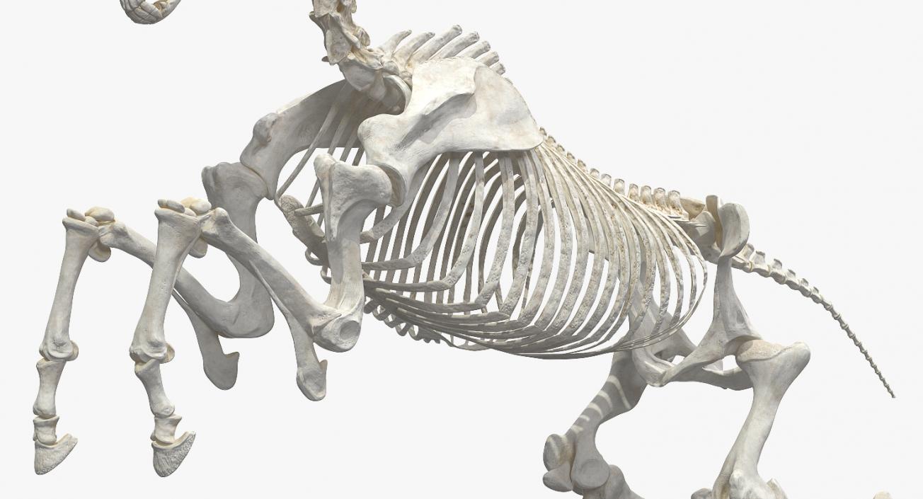 Jumping Horse Skeleton 3D