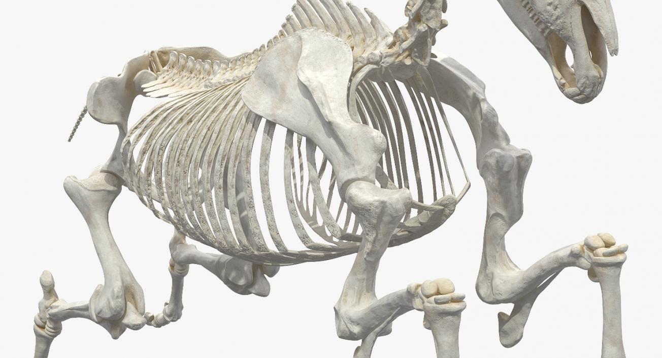 Jumping Horse Skeleton 3D