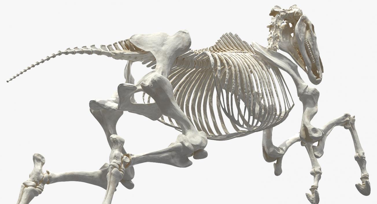 Jumping Horse Skeleton 3D