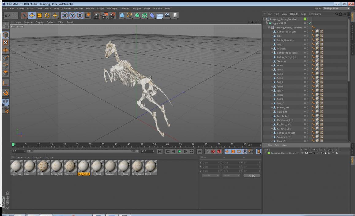 Jumping Horse Skeleton 3D