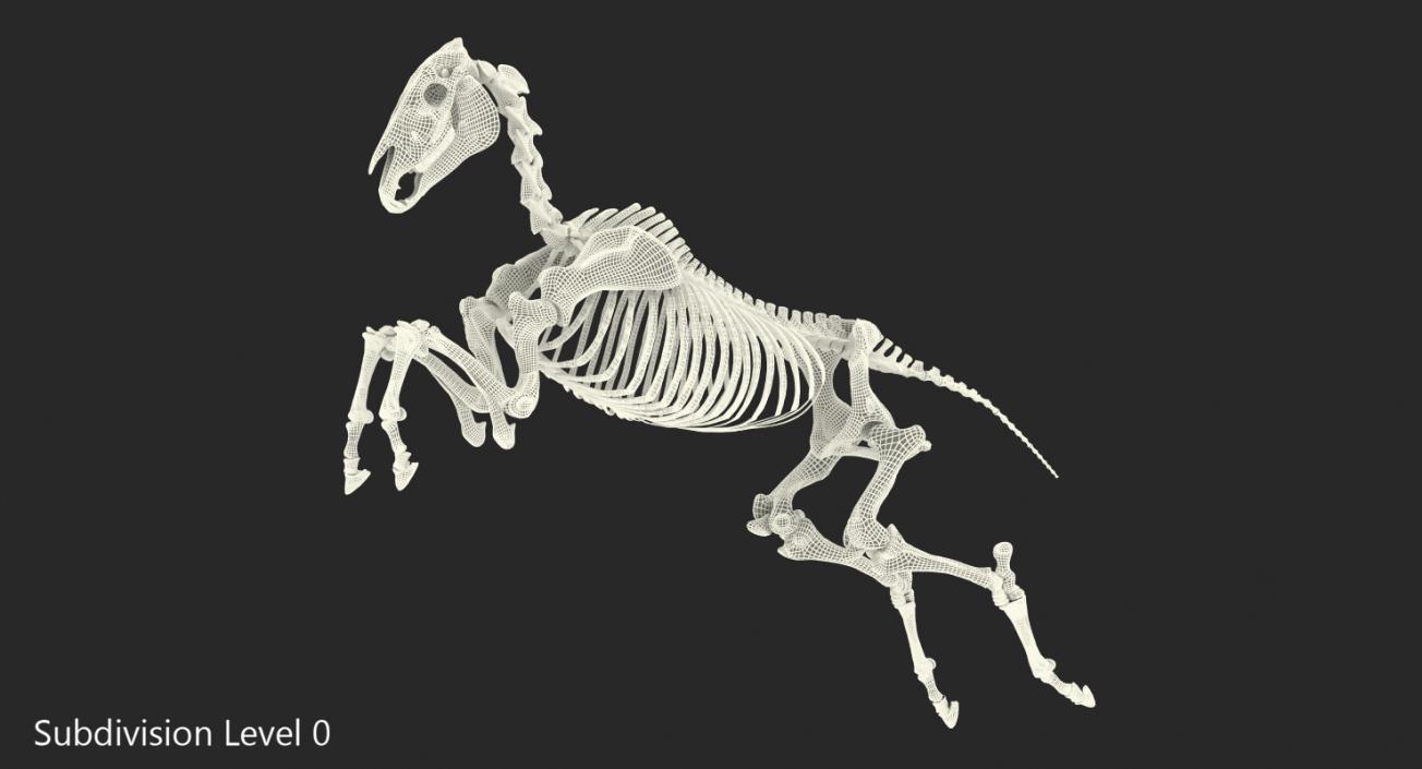 Jumping Horse Skeleton 3D