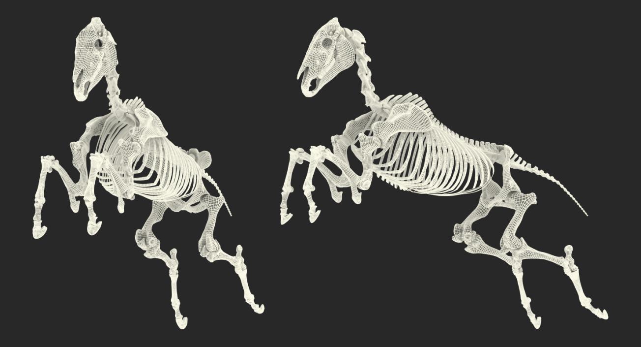 Jumping Horse Skeleton 3D