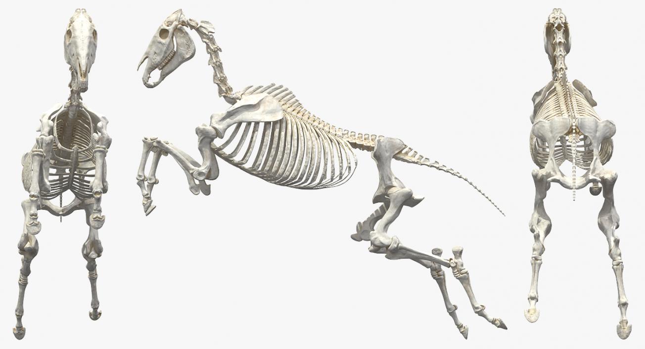 Jumping Horse Skeleton 3D