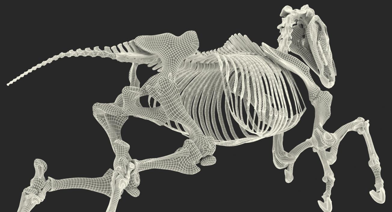 Jumping Horse Skeleton 3D