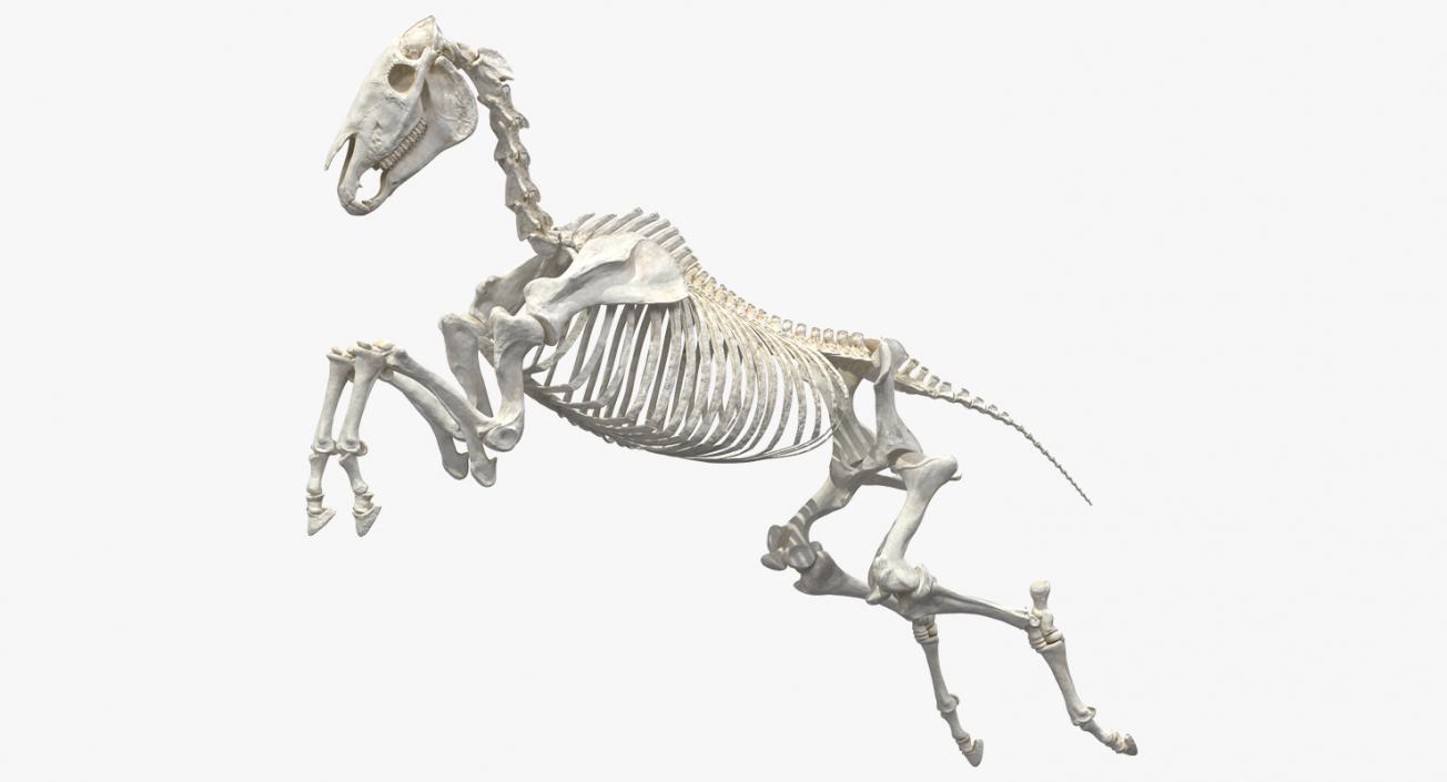 Jumping Horse Skeleton 3D