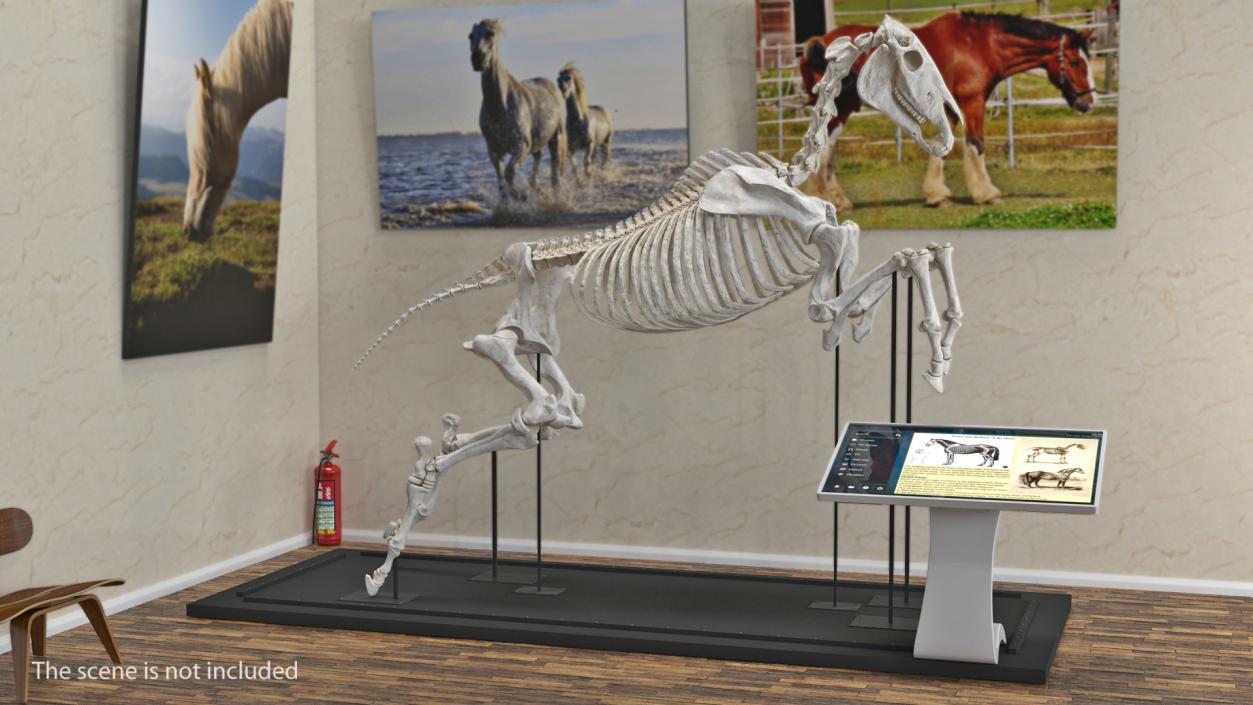 Jumping Horse Skeleton 3D