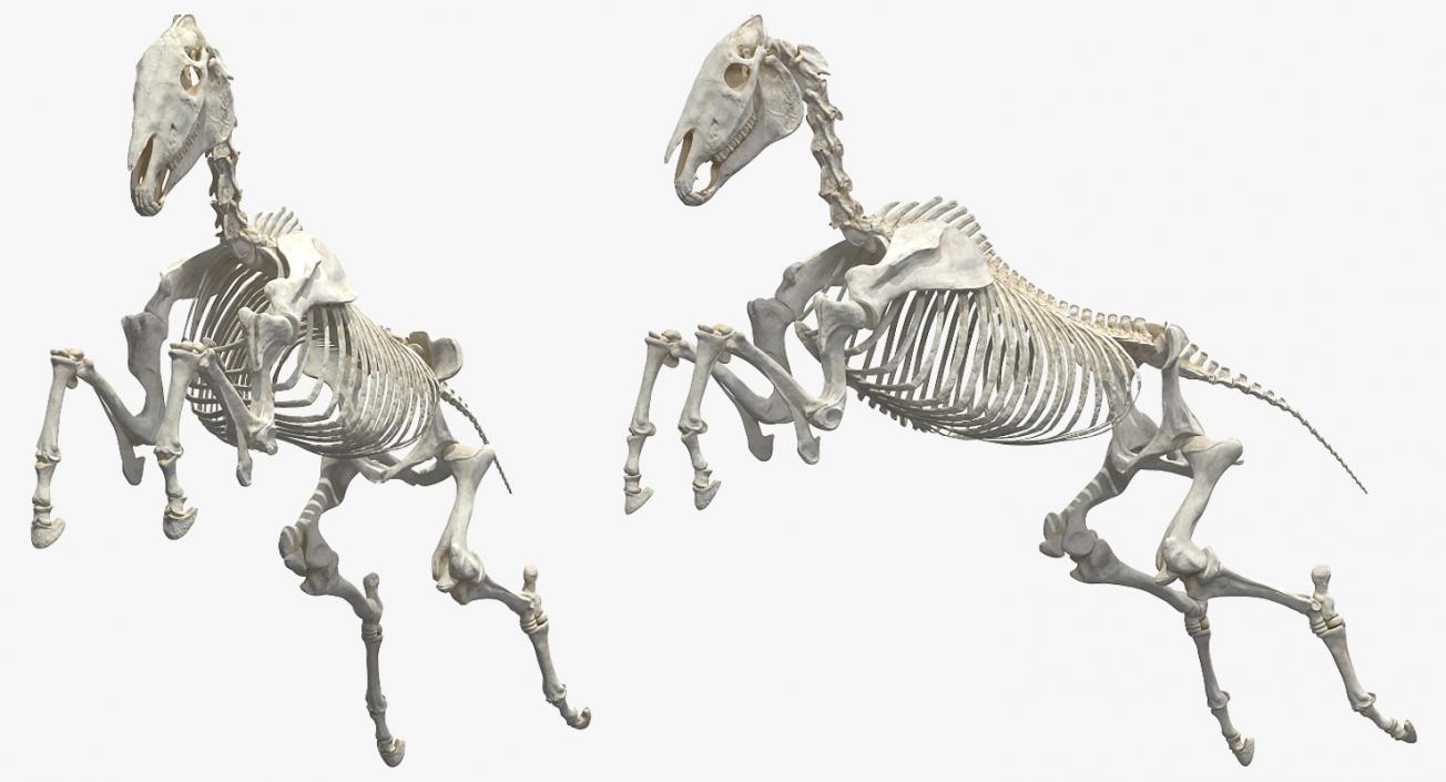 Jumping Horse Skeleton 3D