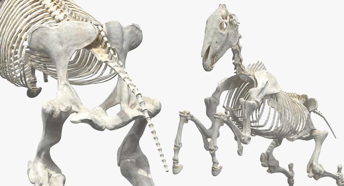 Jumping Horse Skeleton 3D