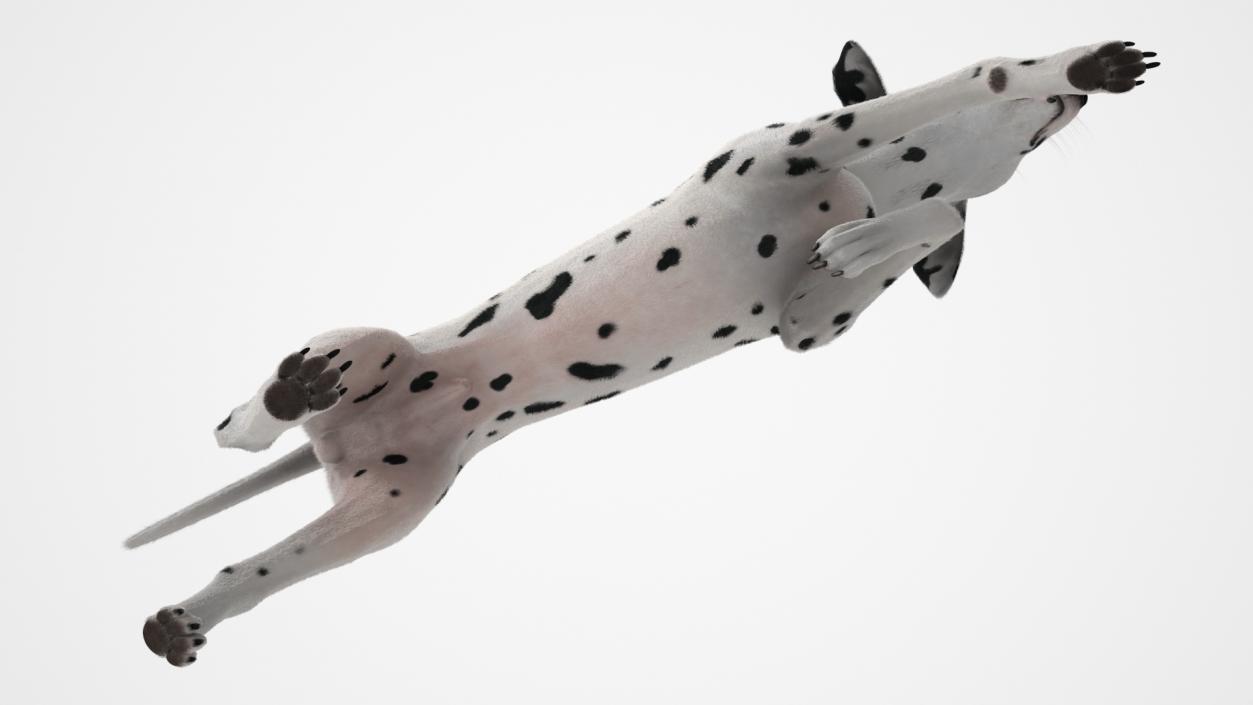 3D model Running Dalmatian Dog Fur