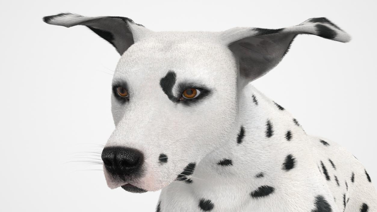 3D model Running Dalmatian Dog Fur