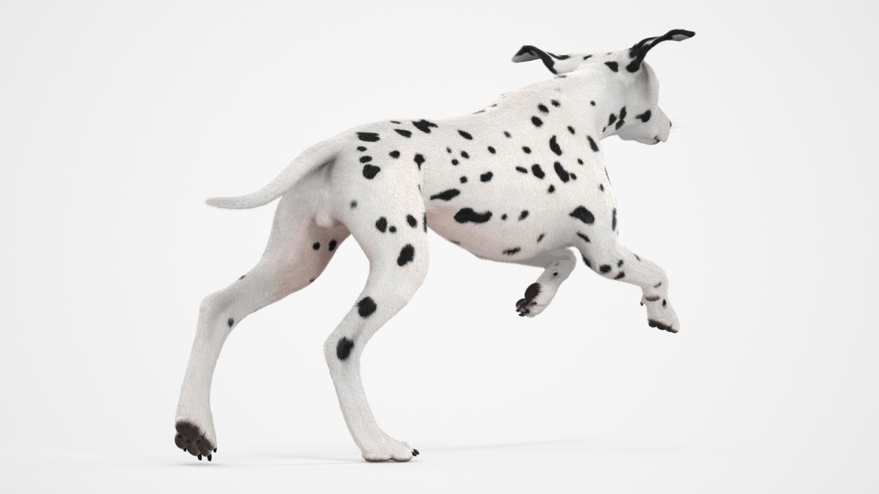 3D model Running Dalmatian Dog Fur