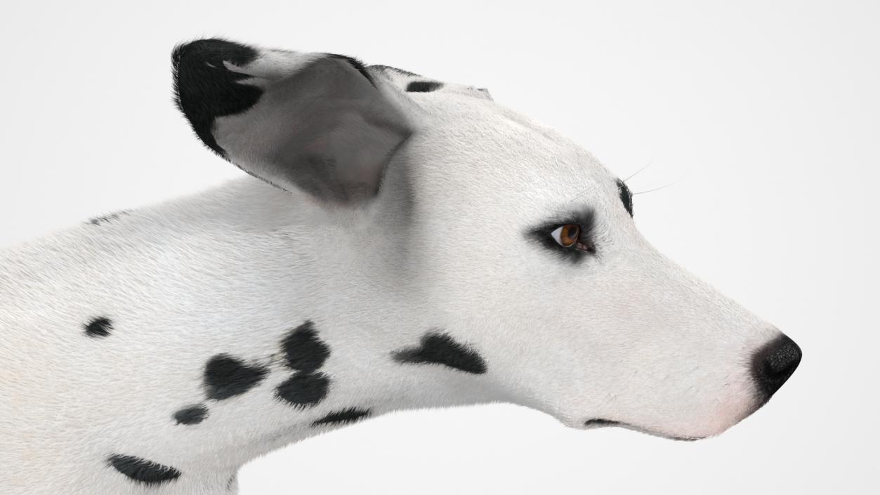 3D model Running Dalmatian Dog Fur