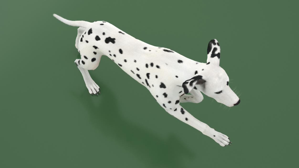 3D model Running Dalmatian Dog Fur