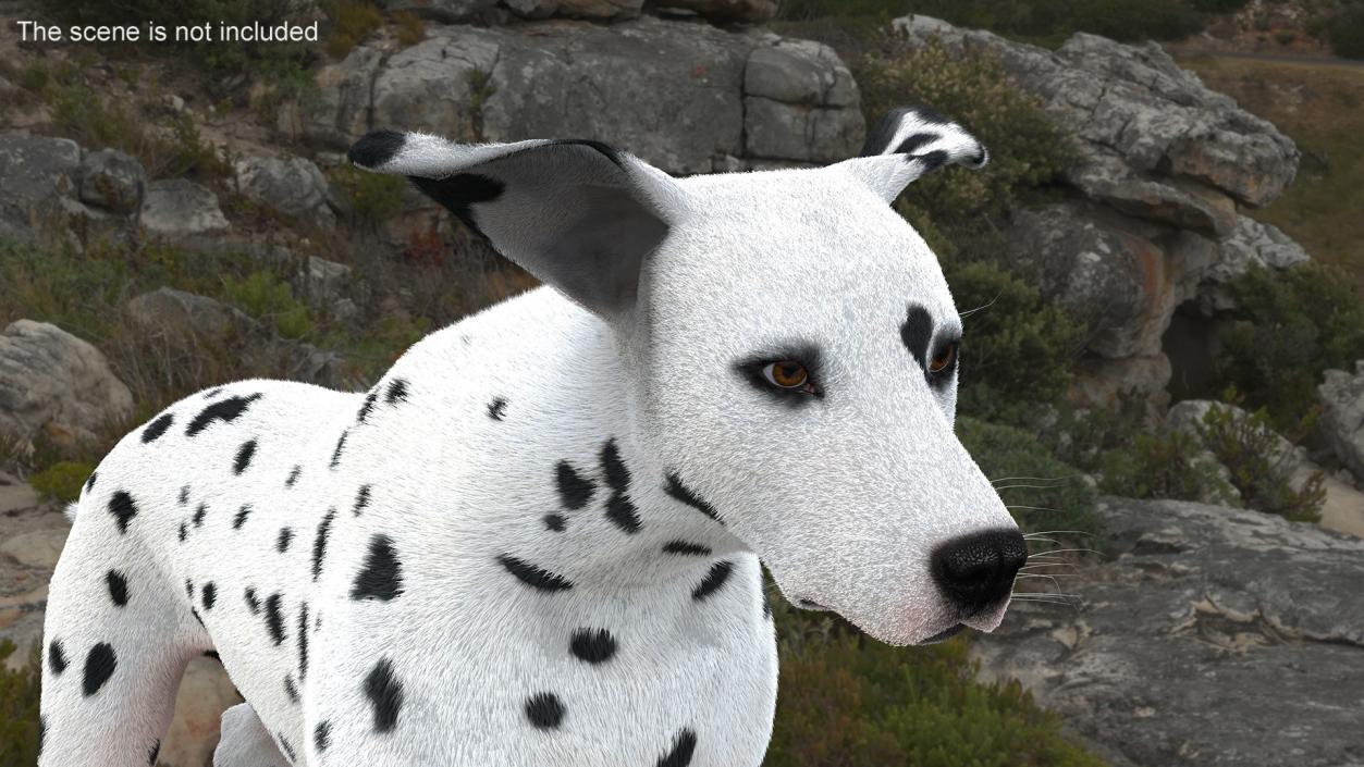 3D model Running Dalmatian Dog Fur