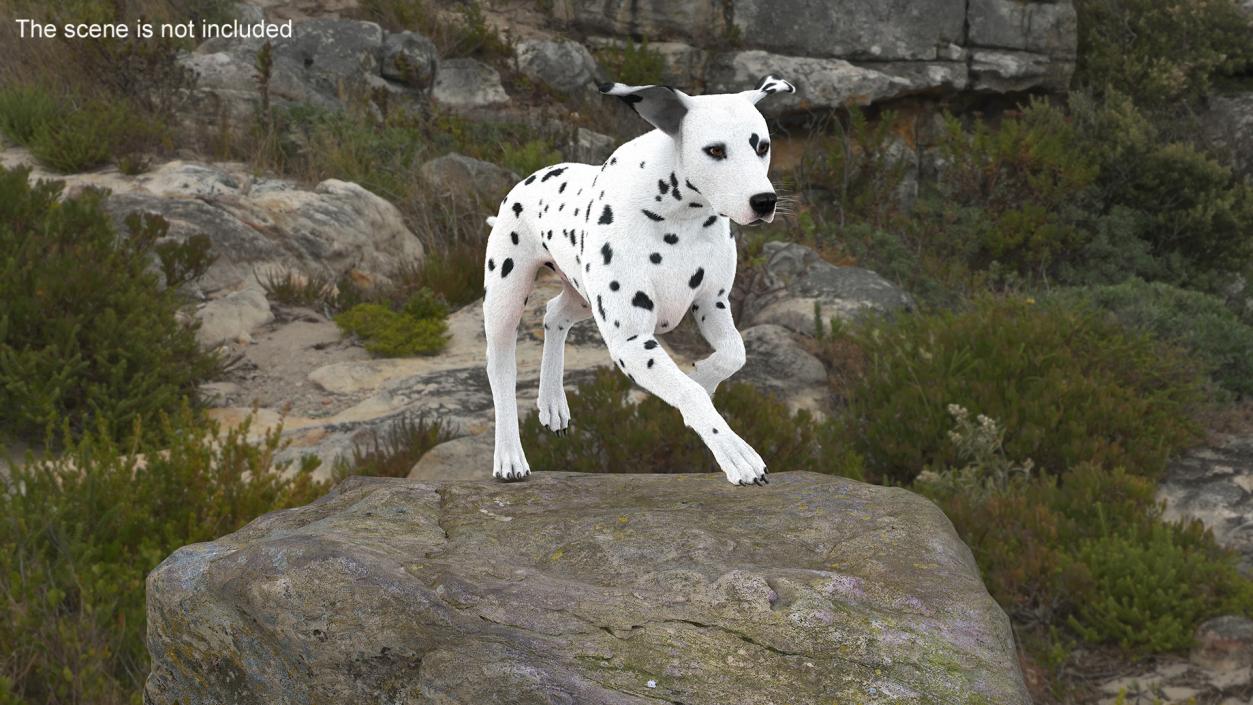 3D model Running Dalmatian Dog Fur