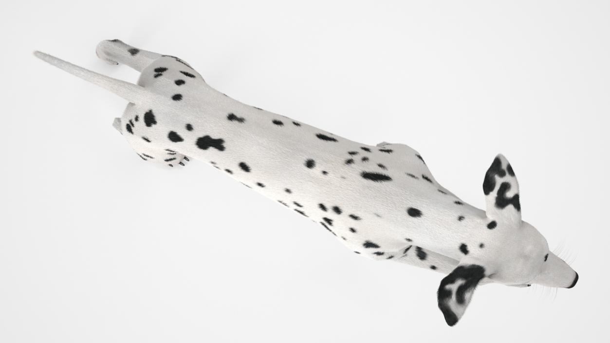 3D model Running Dalmatian Dog Fur