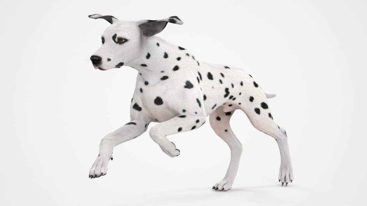 3D model Running Dalmatian Dog Fur