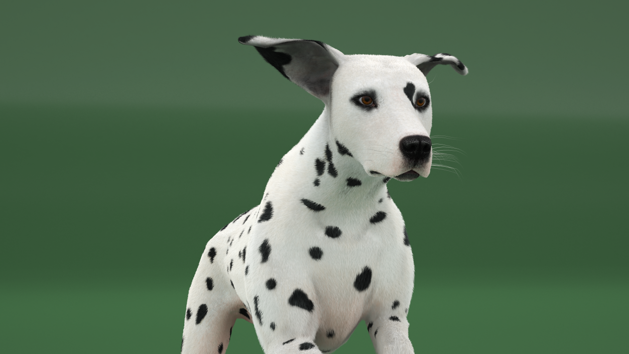 3D model Running Dalmatian Dog Fur