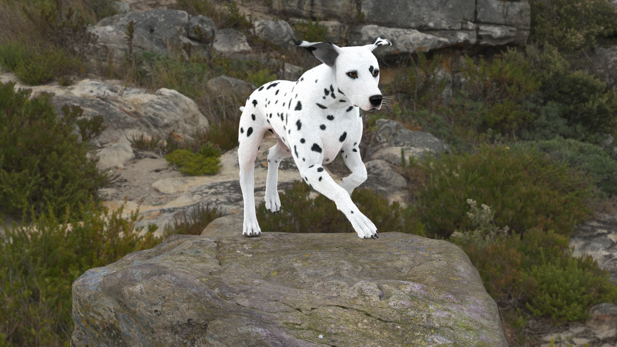 3D model Running Dalmatian Dog Fur