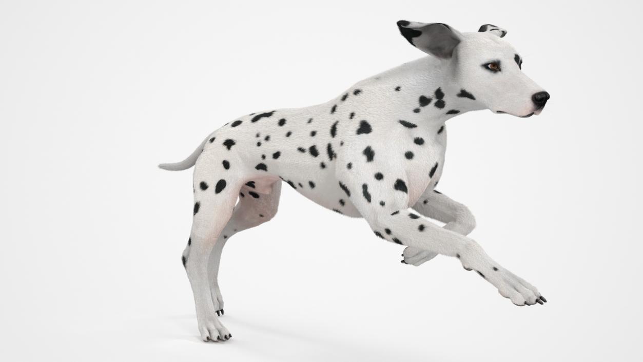 3D model Running Dalmatian Dog Fur