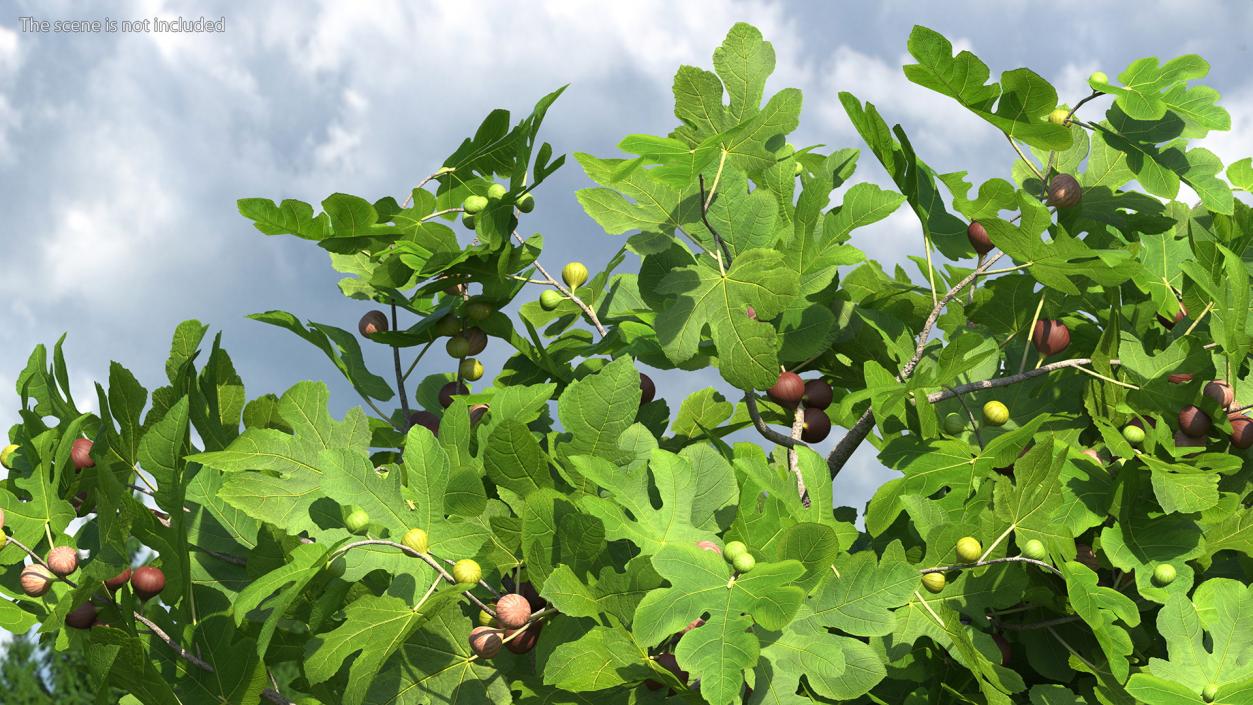 3D Fig Tree Two Trunks with Fruits