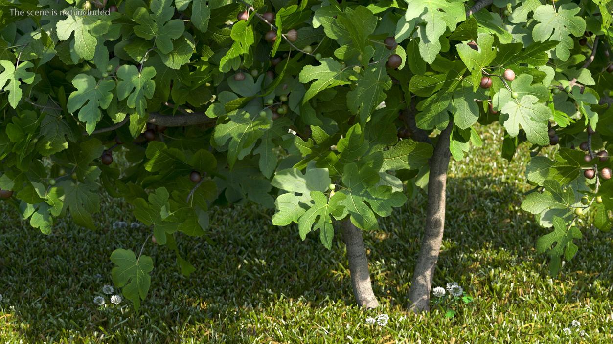 3D Fig Tree Two Trunks with Fruits