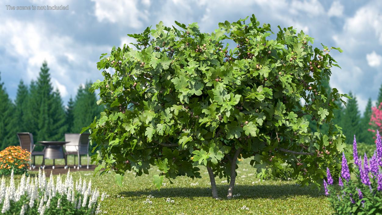 3D Fig Tree Two Trunks with Fruits