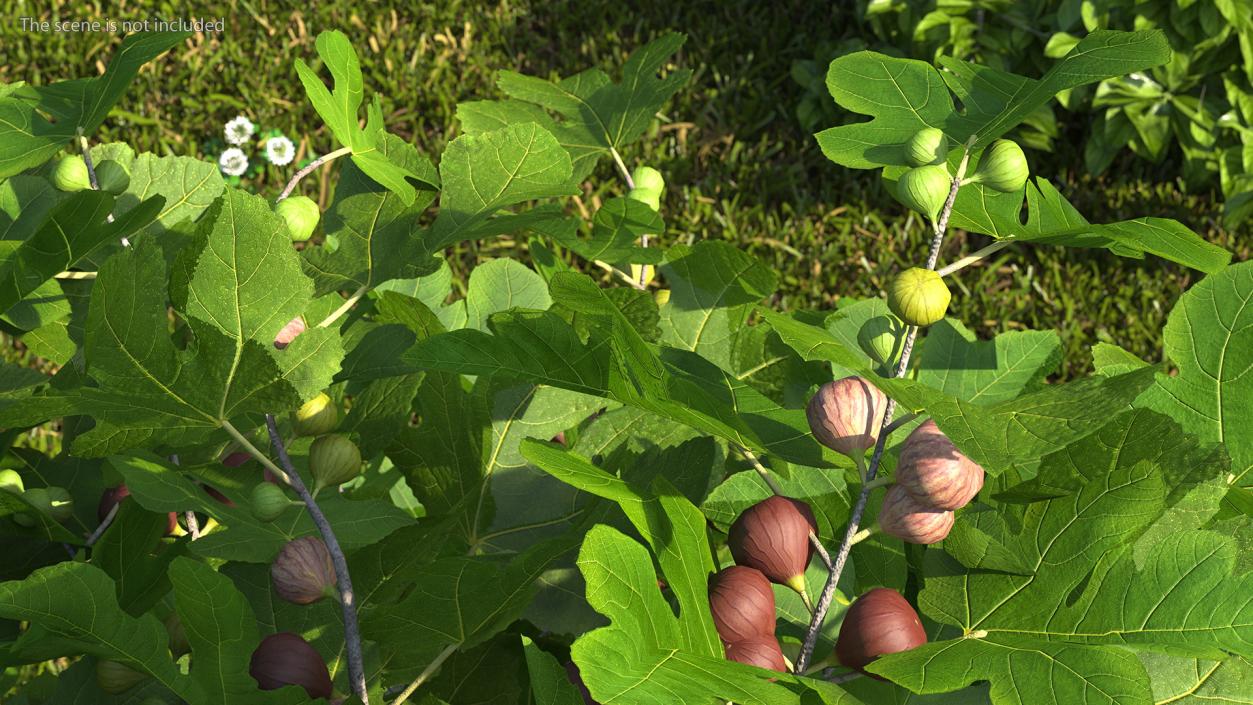 3D Fig Tree Two Trunks with Fruits