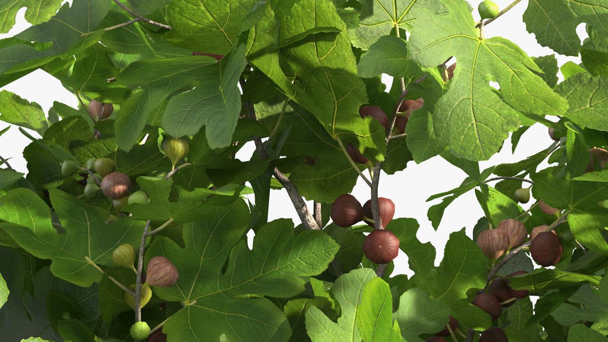 3D Fig Tree Two Trunks with Fruits